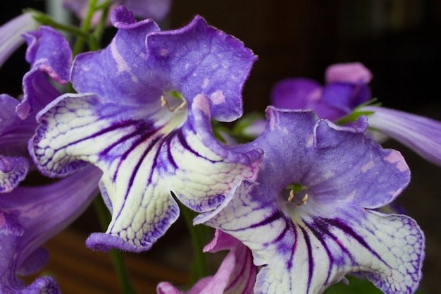 Decorum plant, mooie Streptocarpus bloemen