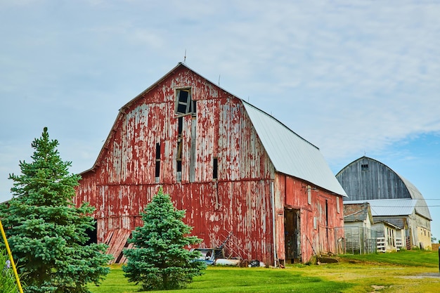 Photo decrepit collapsing barn with chipped red paint turning white and gorgeous green pine trees