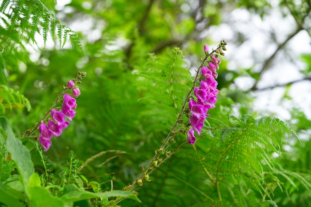 데데 라라 플라워 Digitalis purpurea 핑크 아스투리아스