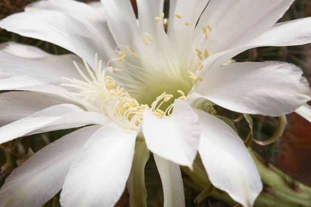 Deel van witte bloem van Harrisia Fragrans Kleine cactus