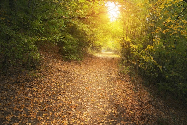 Deep Autumn Forest Park