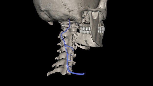 Photo the deep cervical vein accompanies its artery between the semispinales capitis and colli