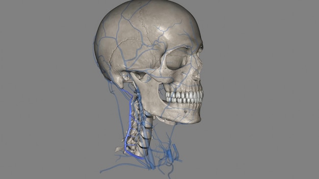 Photo the deep cervical vein accompanies its artery between the semispinales capitis and colli