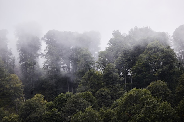 Deep fog in pine-tree misty summer forest