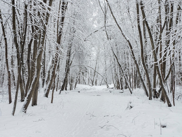 深い森の冬の雪道。森の中の降雪。