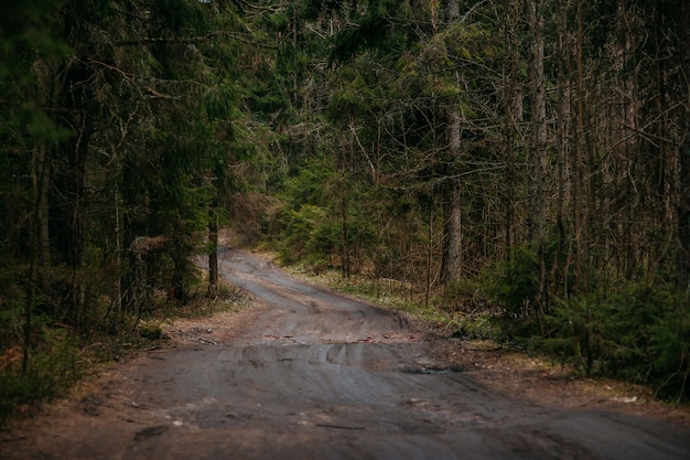 Deep forest with path. Wild nature with pinetrees. Nordic nature.