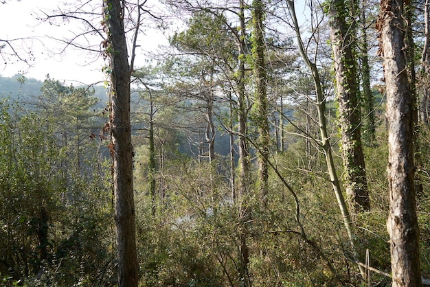 Deep forest with sun rays.