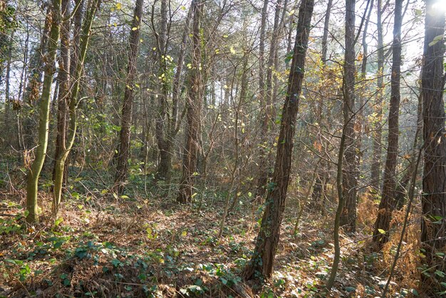 Deep forest with sun rays.