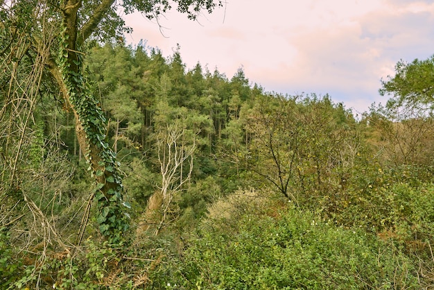 Deep forest with trees and plants in fall season. 