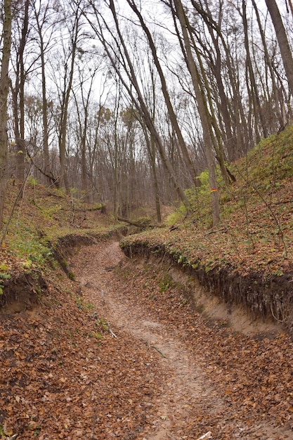 Deep gloomy ravine in the autumn forest with trees without leaves on the sides