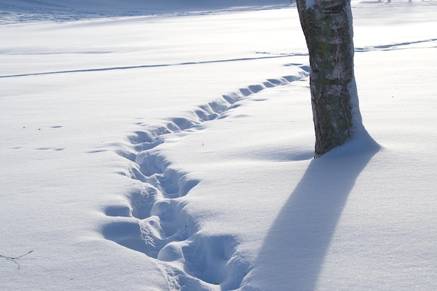 Deep layer of snow and tracks imprinted on the snow