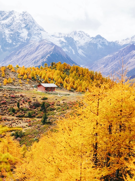 Deep mountain forests of yellow in autumn