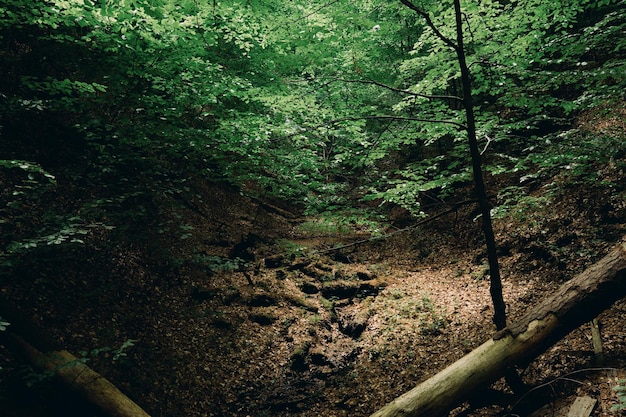 Deep mystical dark forest background with many trees