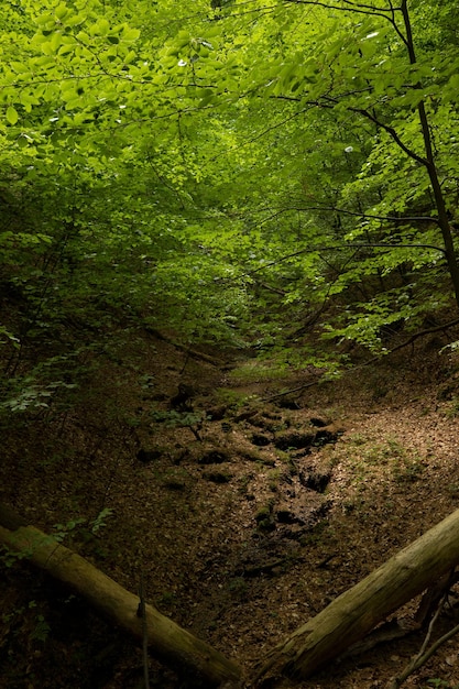 多くの木と深い神秘的な暗い森の背景