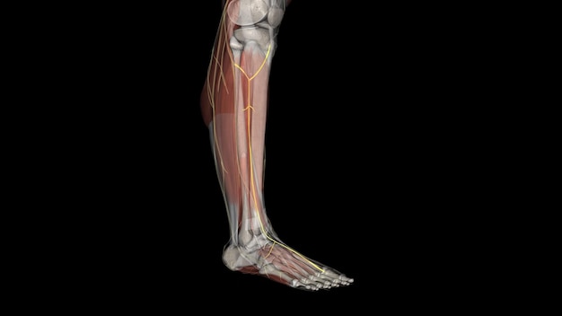 Photo the deep peroneal nerve also called the deep fibular nerve is a peripheral nerve of the calf