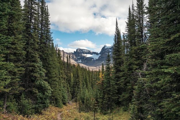 Profondo bosco di pini con montagne rocciose nel parco provinciale di assiniboine a british columbia, canada