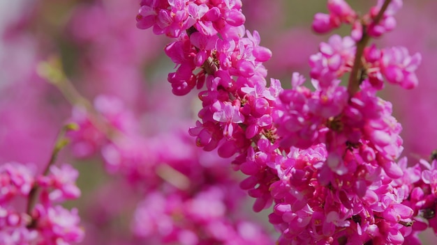 ジューダスツリーの深いピンクの花夏の季節にピンクピースの花束の形状の花束