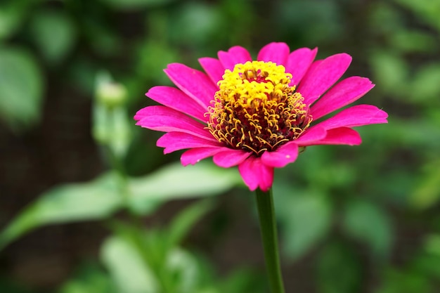 庭の深いピンクのジニアの花