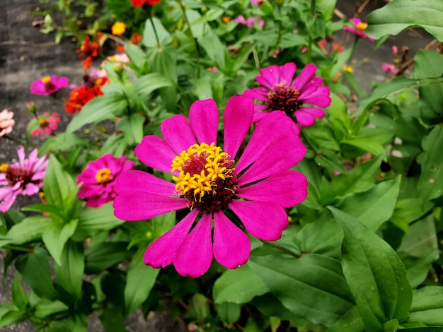 庭の濃いピンクのジニアの花