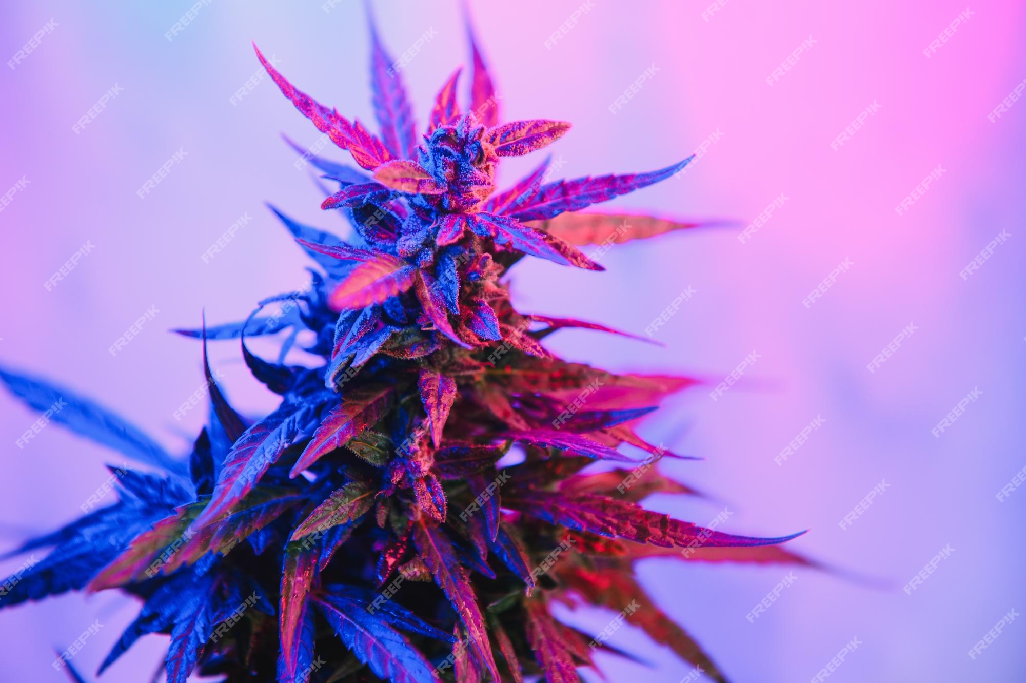 Premium Photo | Deep purple cannabis plant marijuana flower ...