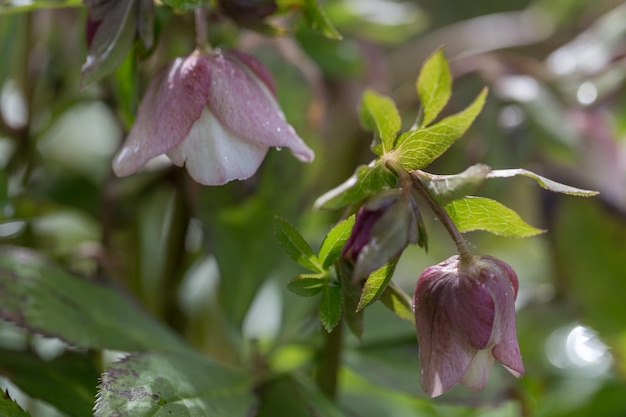 Темно-фиолетовый цветок Helleborus niger в весеннем саду, называемый рождественской розой или черным морозником, является одним из первых, кто зацветает зимой