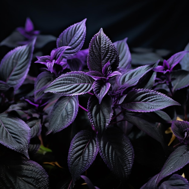 Deep Purple Perilla Leaves