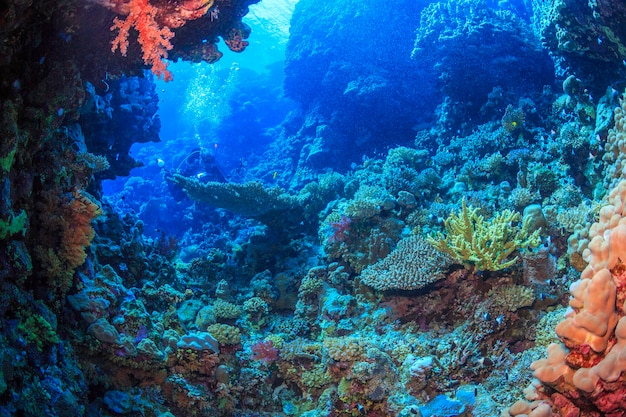 Foto esplorazione del mare profondo mar rosso egitto