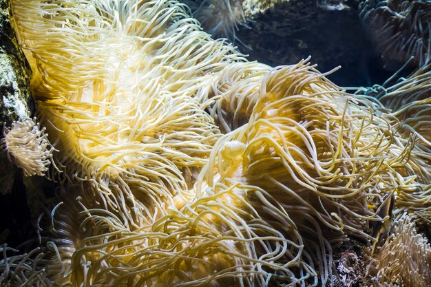 Deep seabed with fish and coral reef