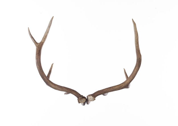 Photo deer antlers deer horns isolated on white background