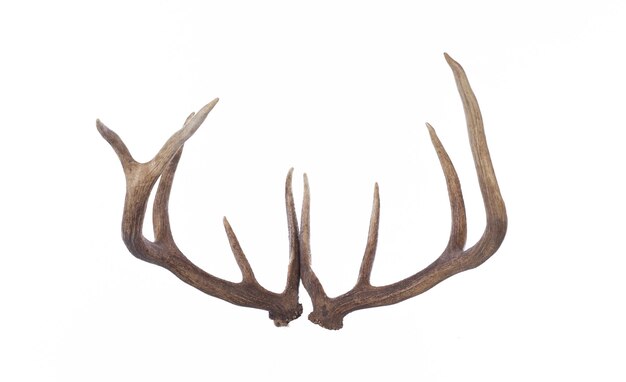 Photo deer antlers deer horns isolated on white background