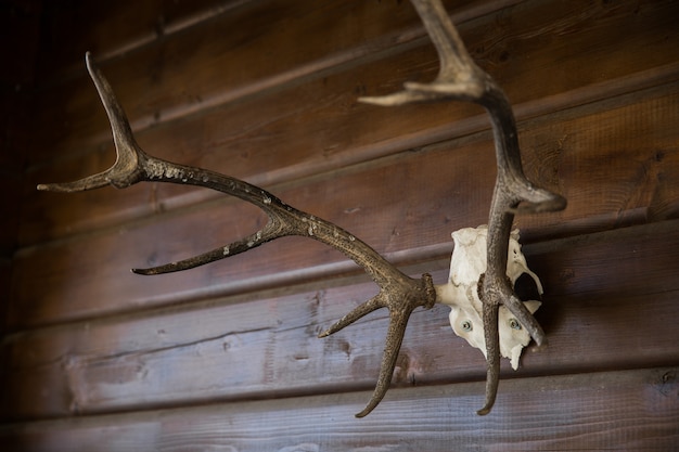 Deer Antlers on Wooden Surface