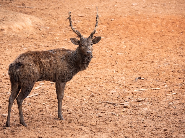 I cervi sono animali meravigliosi