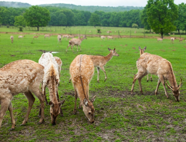 Deer are grazing outdoors eating green grass. Beautiful view of summer nature