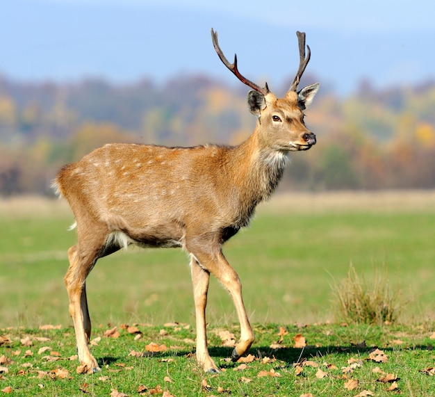 Deer in autumn field