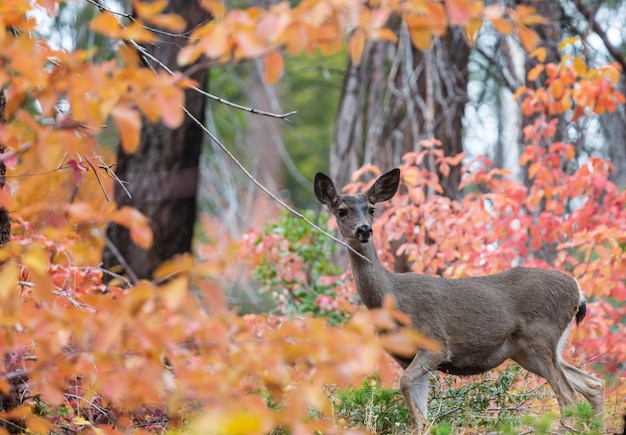 Deer in autumn forest