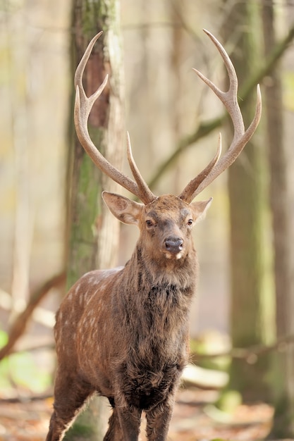 Photo deer in autumn forest