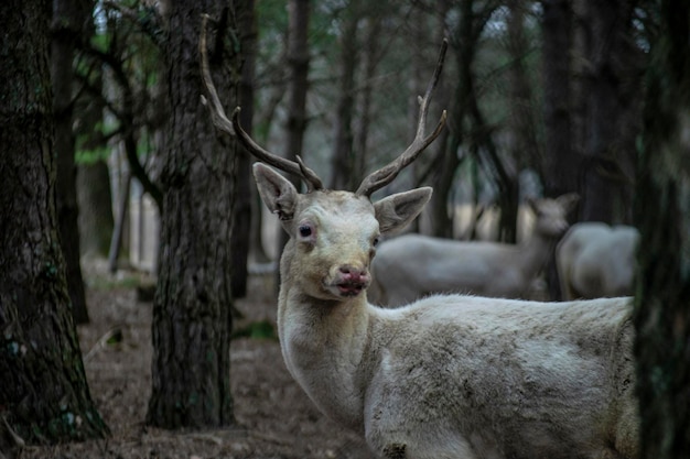 Deer in autumn forest