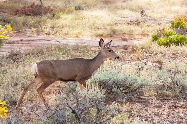 秋の牧草地、アメリカの鹿