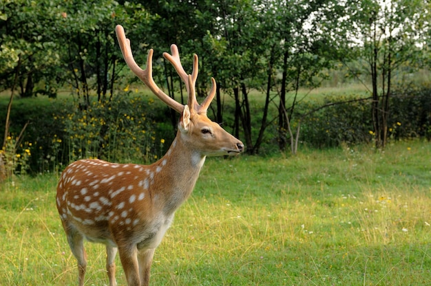 Deer on a background of wild nature