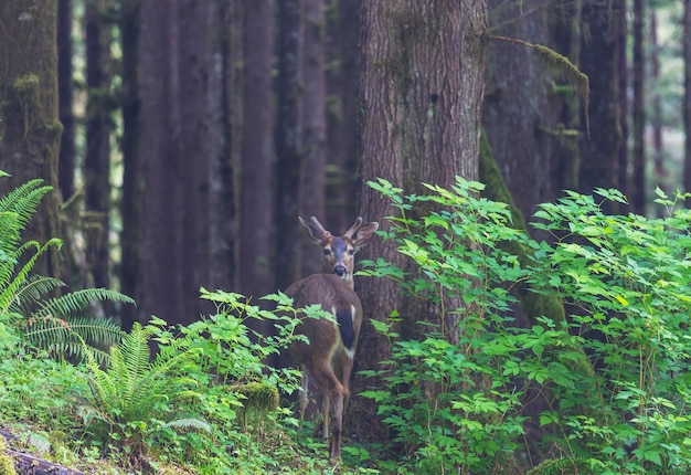 美しい秋の森の鹿 野生動物のシーン