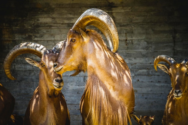 Deer, beautiful group of Spanish ibex, typical Animal