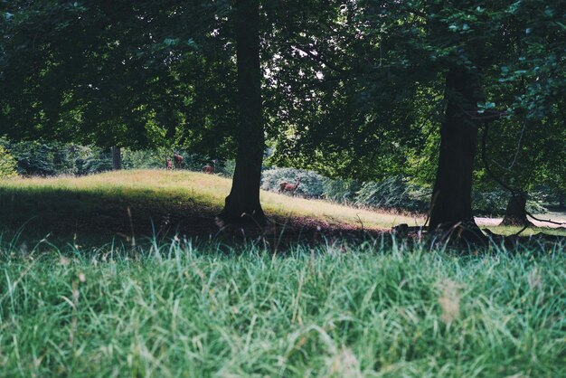 写真 樹木の間にある鹿