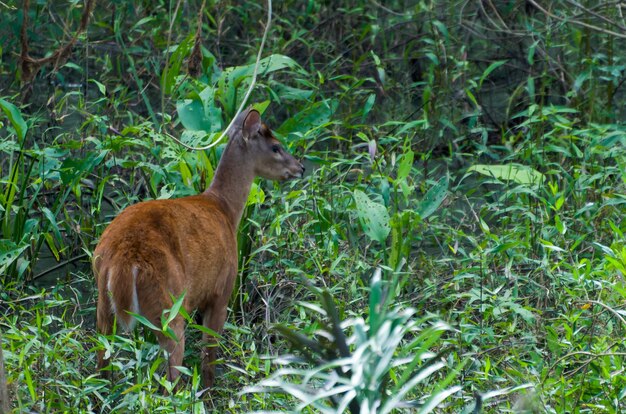 Deer  in the Brazilian wetland biome