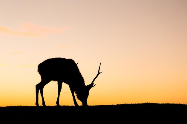 Deer buck in mountain at evening