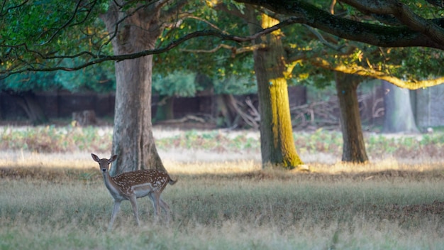 Photo deer in bushy park
