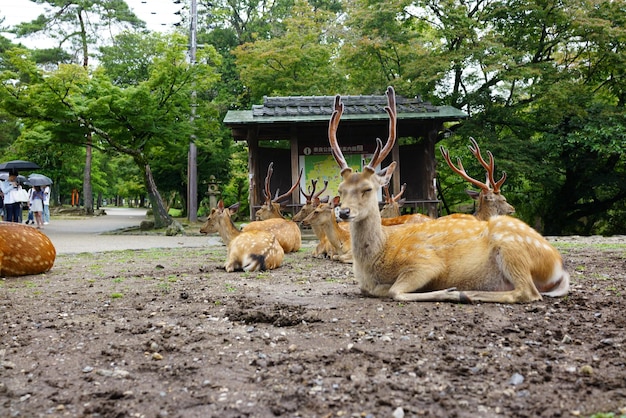 木のそばの鹿