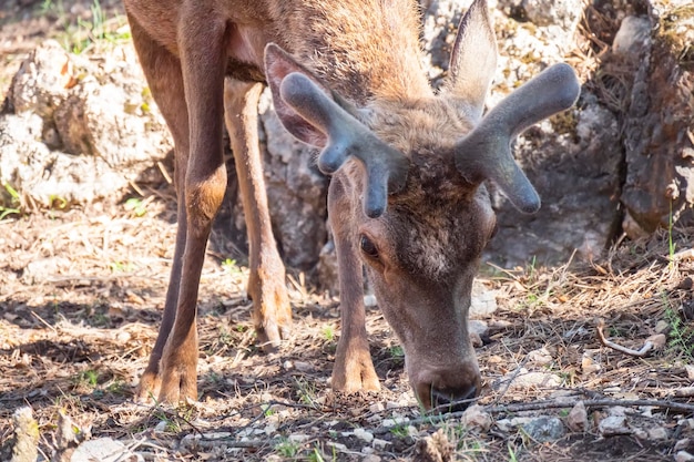 スペイン、カソルラハエンの自然公園に生息する鹿Cervuselaphus