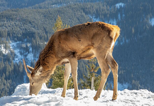 Photo deer cervus elaphus in the wild natural environment in winter