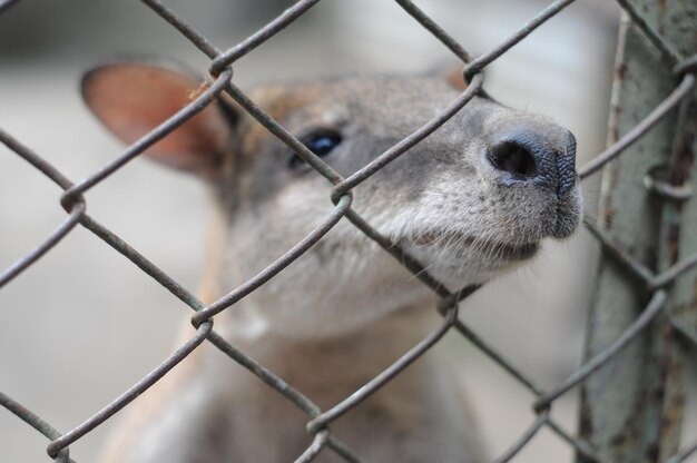 deer behind chainlink fence