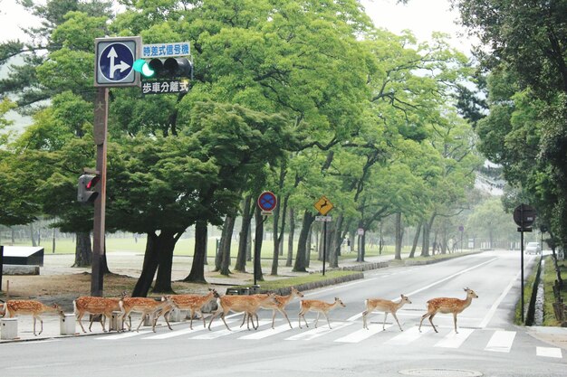 Photo deer crossing road